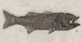 Fossil Fish Wall Mounted Slab - Wyoming #51343-2